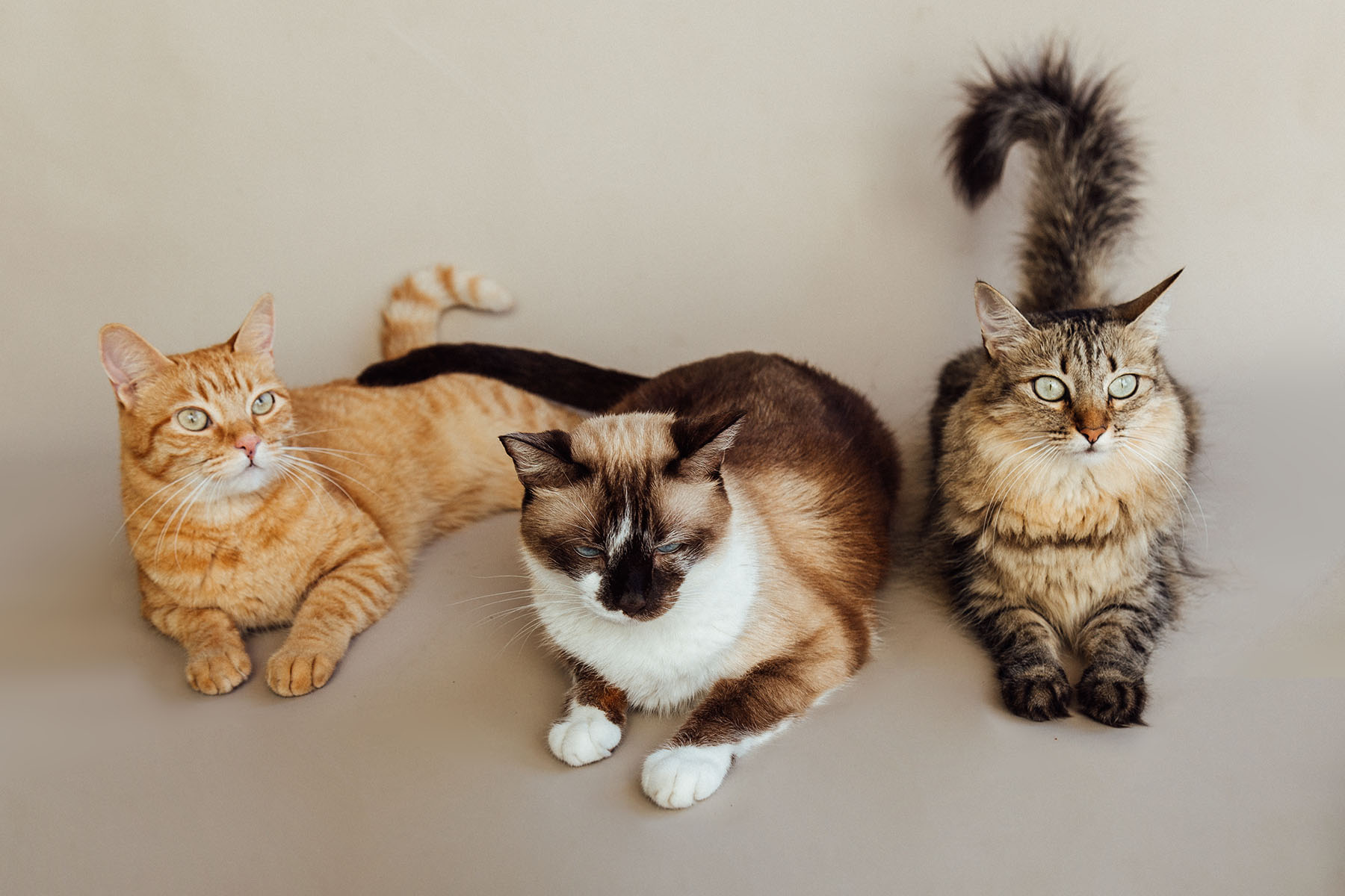 Trio